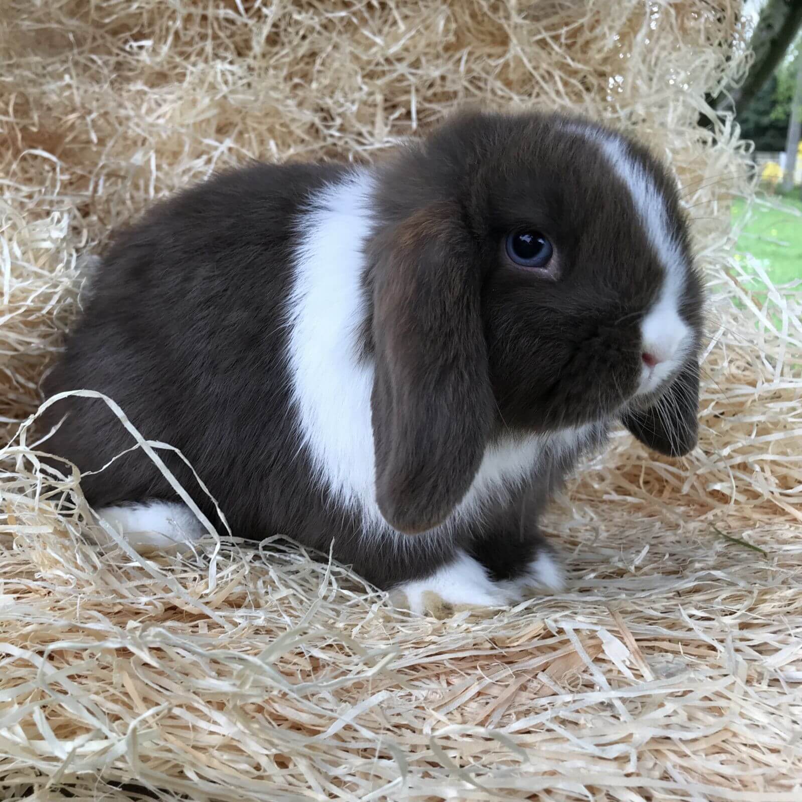 15 kg Premium Kuschelwolle Kleintiereinstreu Holzwolle 100% kompostierbar