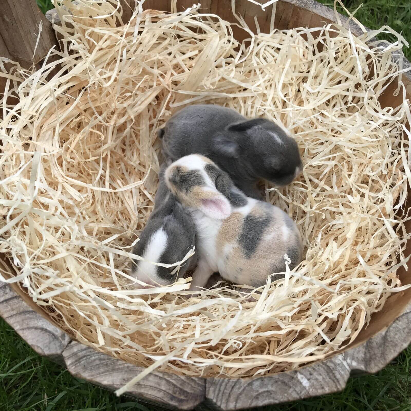 15 kg Premium Kuschelwolle Kleintiereinstreu Holzwolle 100% kompostierbar