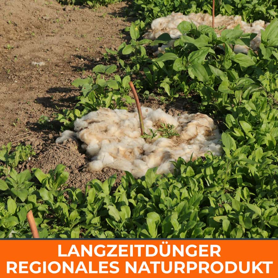 Schafwolle 1 kg