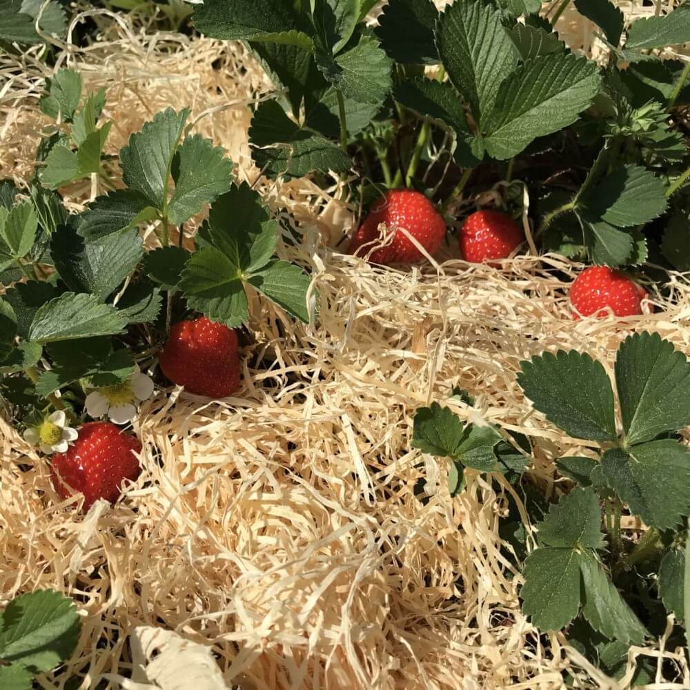 5 kg Gemüsewolle *Gartenholzwolle* Erdbeerwolle 100% natur für den *Biogärtner* 5 kg Gemüsewolle *Gartenholzwolle* Erdbeerwolle 100% natur für den *Biogärtner*