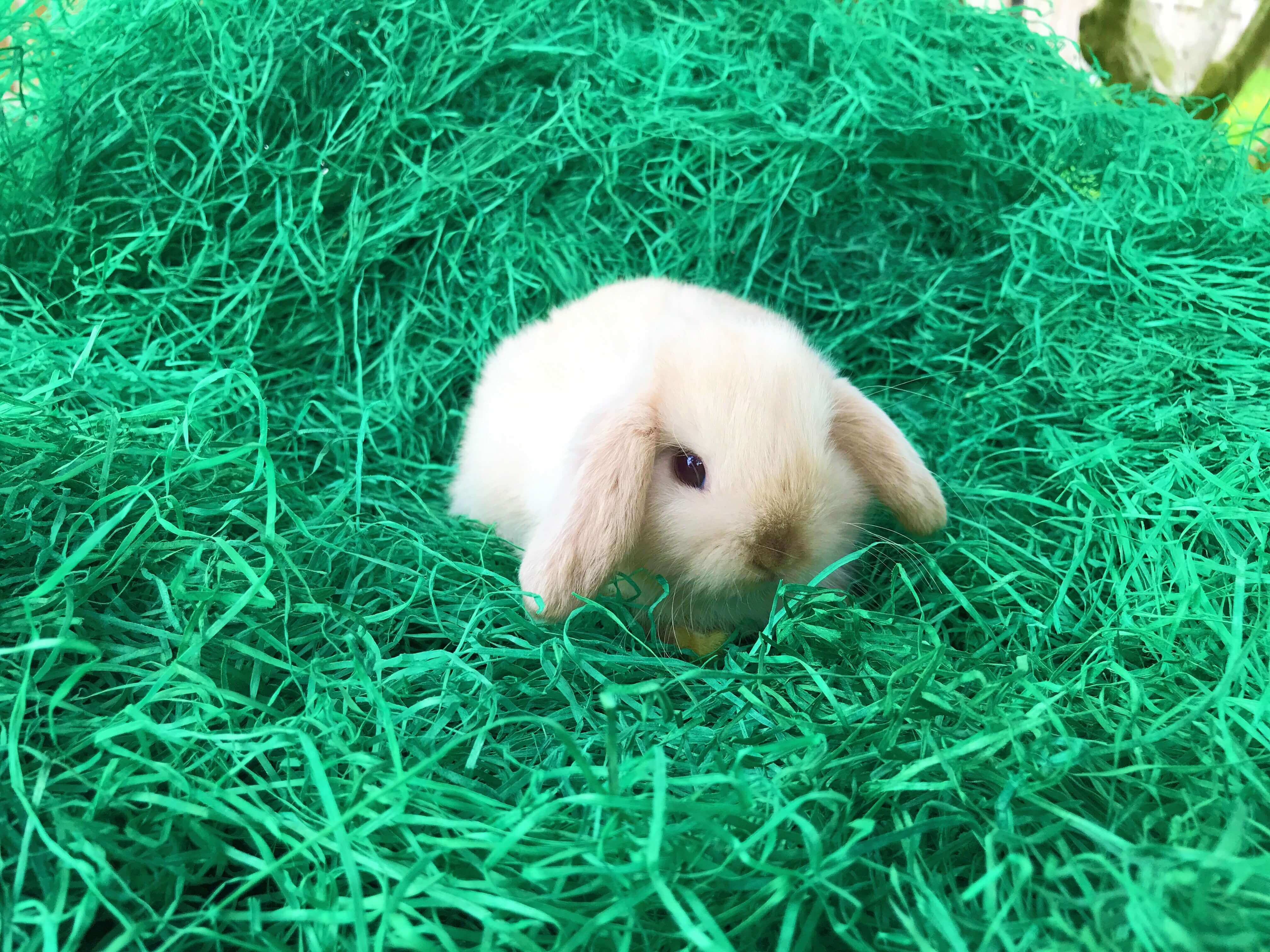 Was ist Ostergras aus Holzwolle? - 5 häufig gestellte Fragen und Antworten