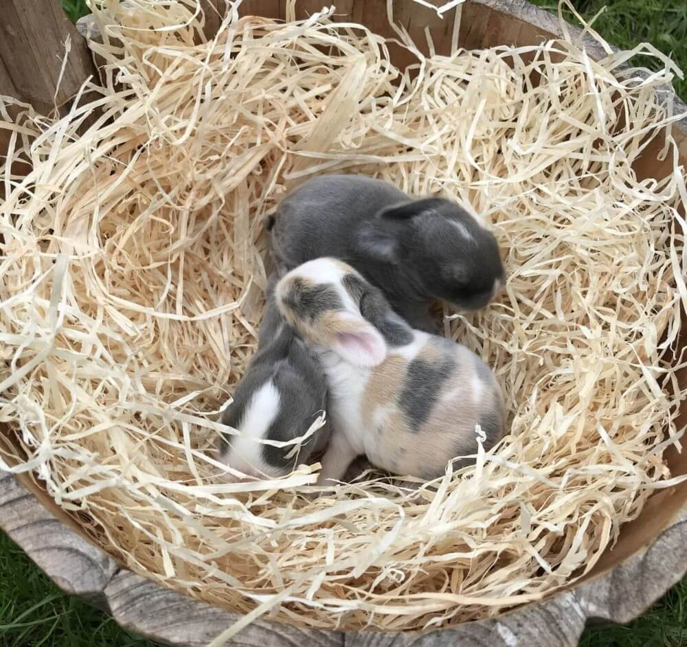 1 kg Premium Kuschelwolle Kleintiereinstreu Holzwolle 100% kompostierbar