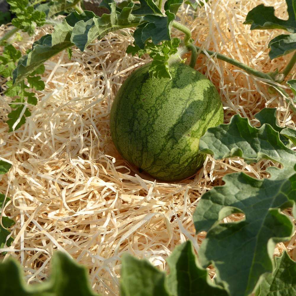 Gartenholzwolle grob