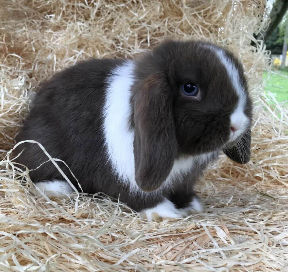 1 kg Premium Kuschelwolle Kleintiereinstreu Holzwolle 100% kompostierbar